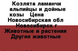 Козлята ламанчи, альпийцы и дойные козы › Цена ­ 15 000 - Новосибирская обл., Новосибирск г. Животные и растения » Другие животные   